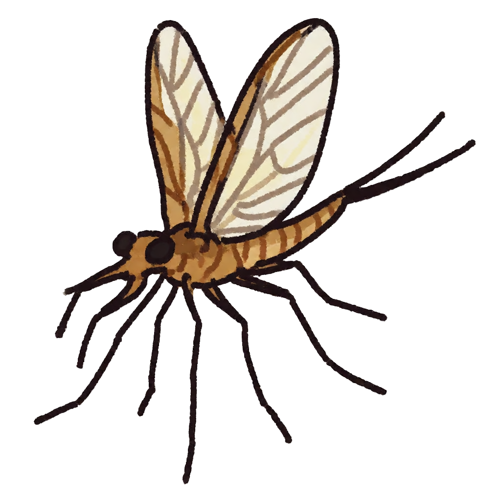 Long leg fishfly